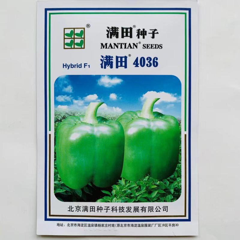 果方灯笼型辣椒种子中熟品种菜椒种子商品性好抗病性强