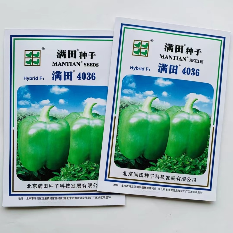 果方灯笼型辣椒种子中熟品种菜椒种子商品性好抗病性强