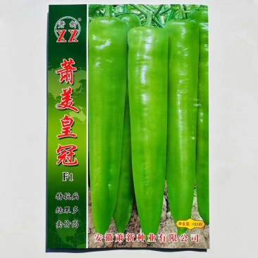 早熟黄皮辣椒种子辣味适中果色黄绿肉厚耐储存结果多