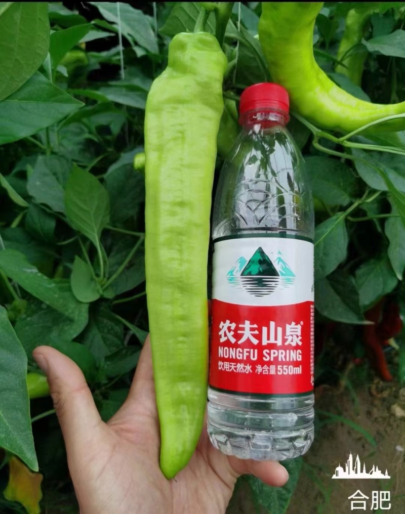 早熟黄皮辣椒种子辣味适中果色黄绿肉厚耐储存结果多