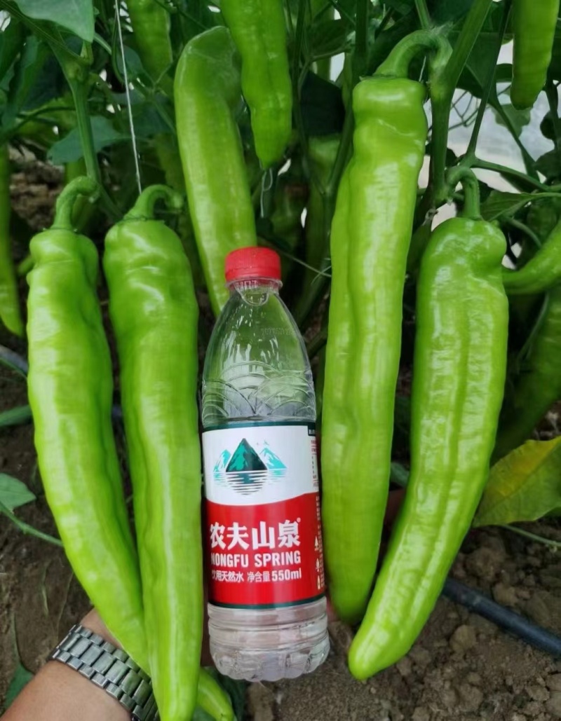 早熟黄皮辣椒种子辣味适中果色黄绿肉厚耐储存结果多