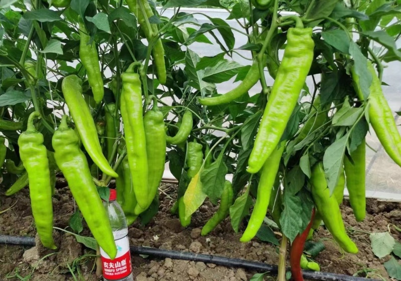 早熟黄皮辣椒种子辣味适中果色黄绿肉厚耐储存结果多