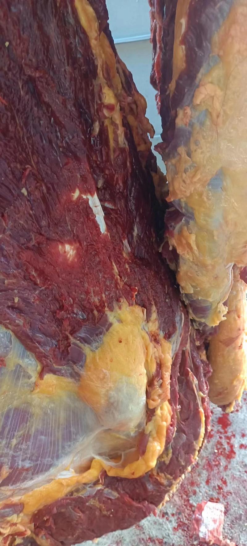 安徽六安牛肉肉质鲜美大量供应一手货源产地直发欢迎电联
