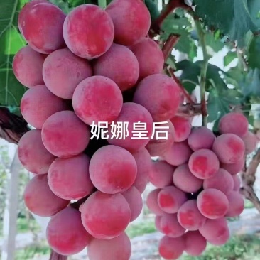尼娜女皇