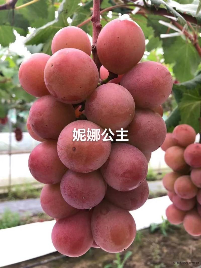 尼娜女皇
