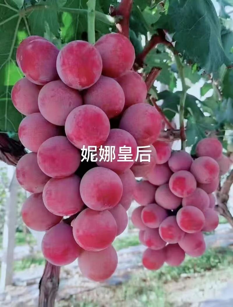 尼娜女皇
