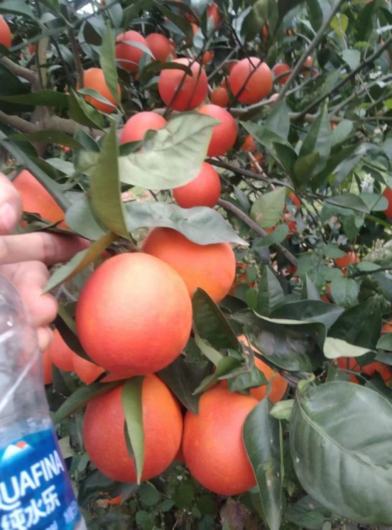 四川资中塔罗科血橙大量上车皮薄多汁价格美丽产地直发