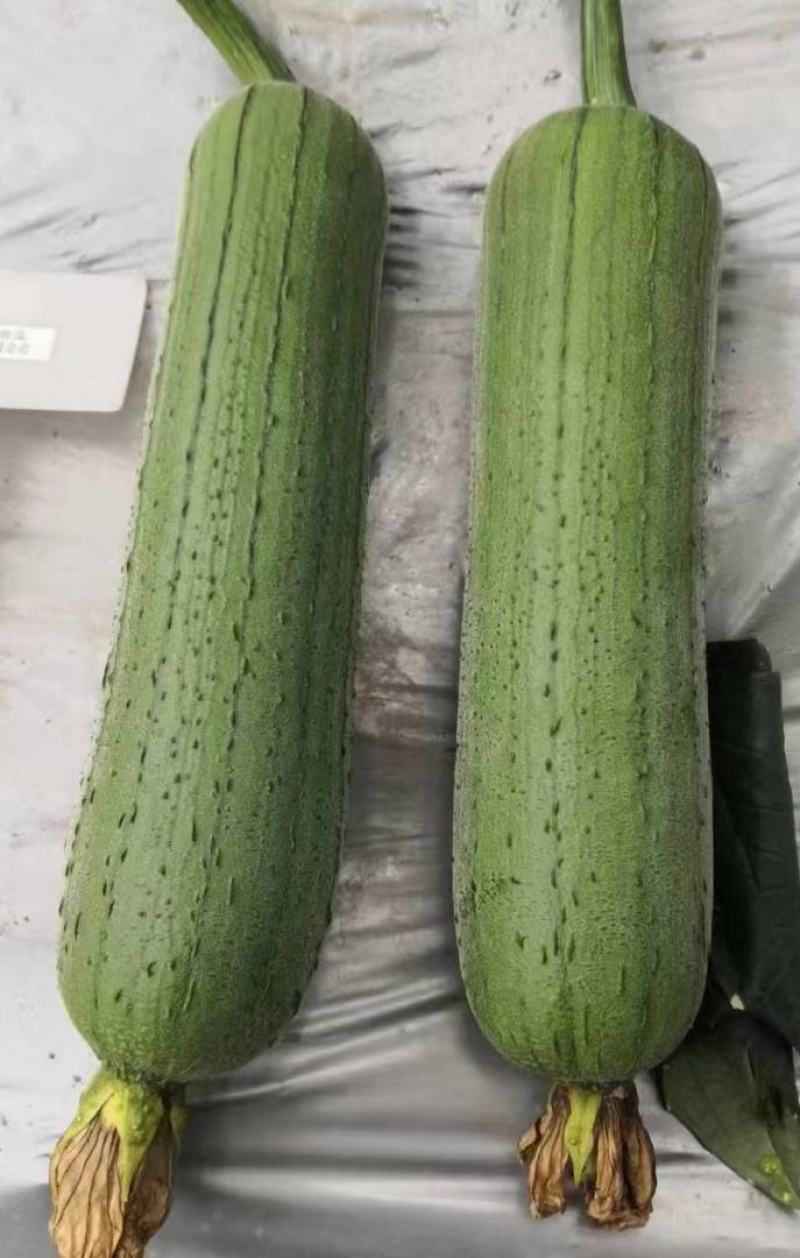丝瓜种子翠香新研发升级品种早熟节节有瓜中长棒顺直翠绿