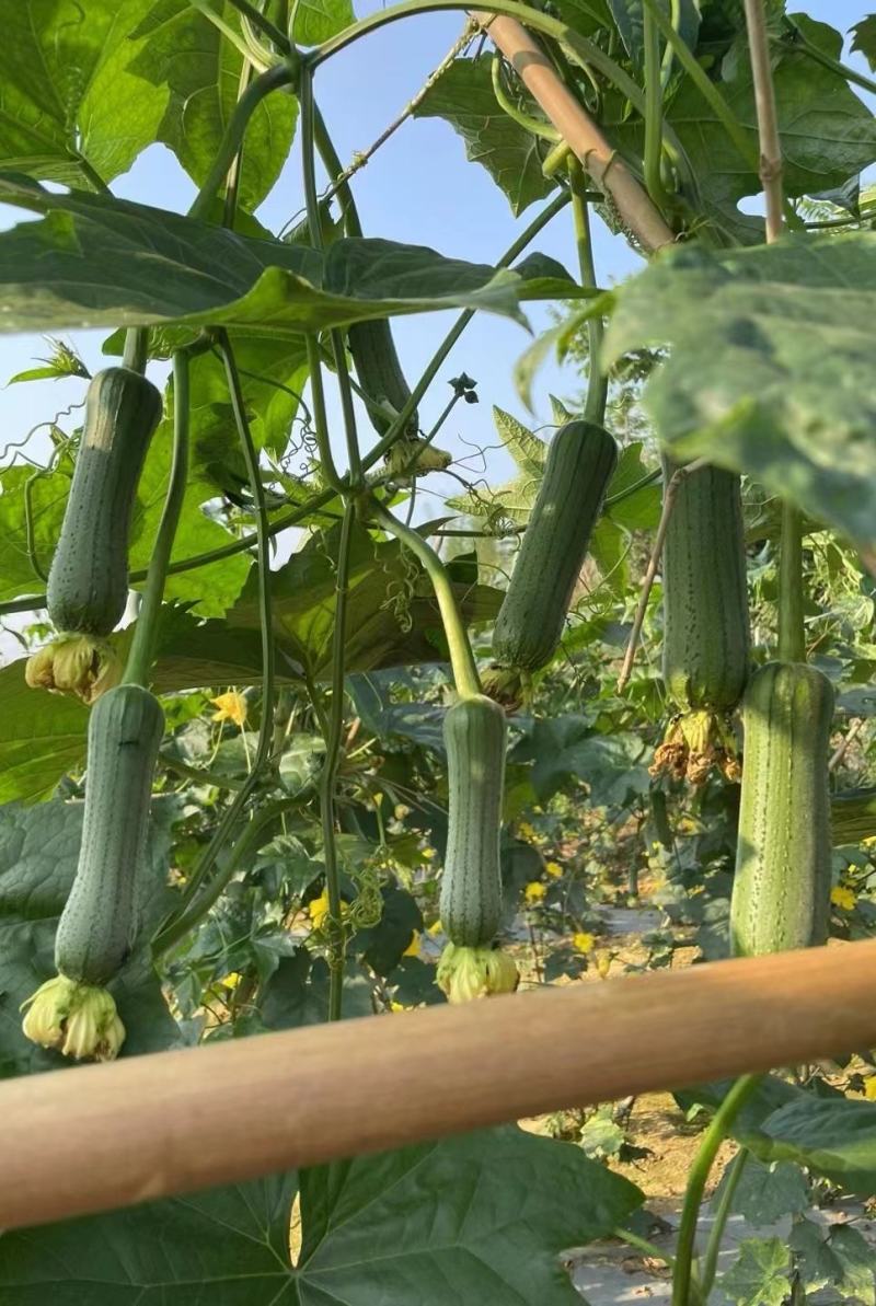 丝瓜种子翠香新研发升级品种早熟节节有瓜中长棒顺直翠绿