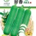 丝瓜种子翠香新研发升级品种早熟节节有瓜中长棒顺直翠绿