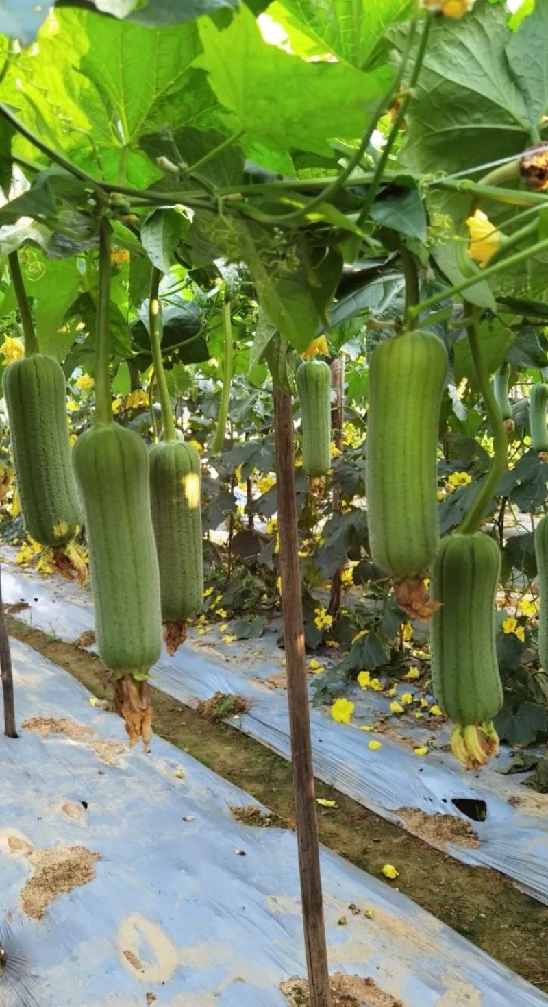丝瓜种子翠香新研发升级品种早熟节节有瓜中长棒顺直翠绿