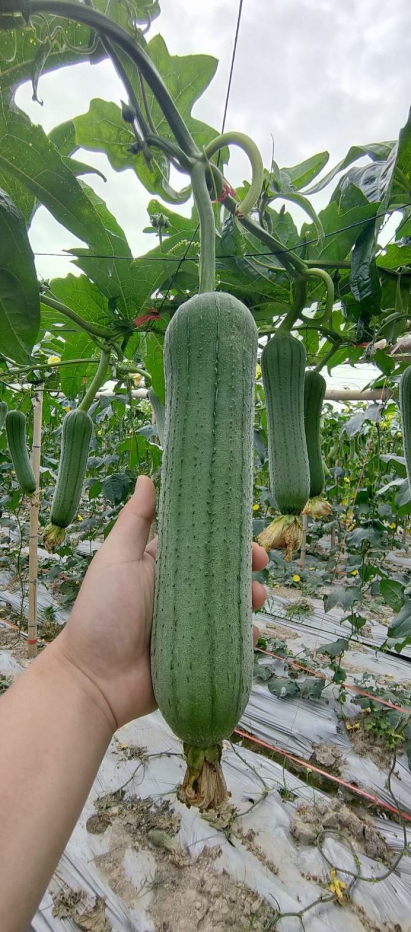 丝瓜种子翠香新研发升级品种早熟节节有瓜中长棒顺直翠绿