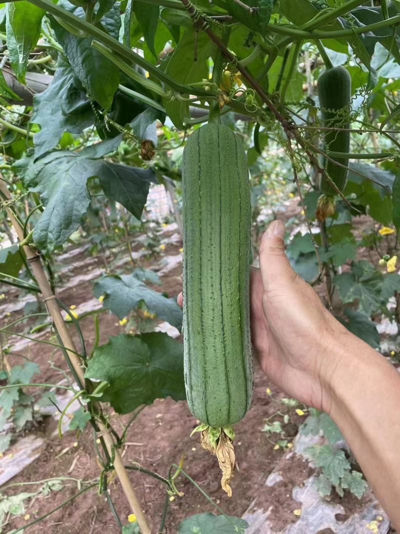 丝瓜种子翠香新研发升级品种早熟节节有瓜中长棒顺直翠绿