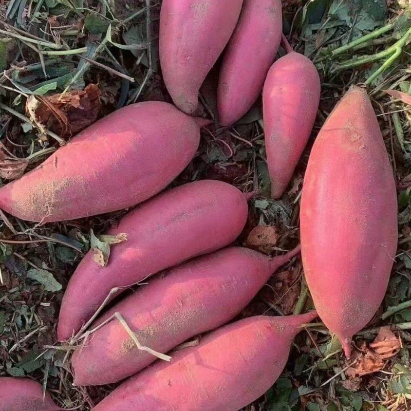 湛江遂溪红薯