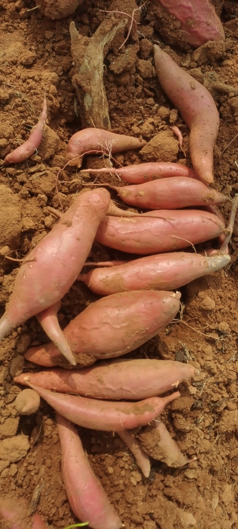 湛江遂溪红薯