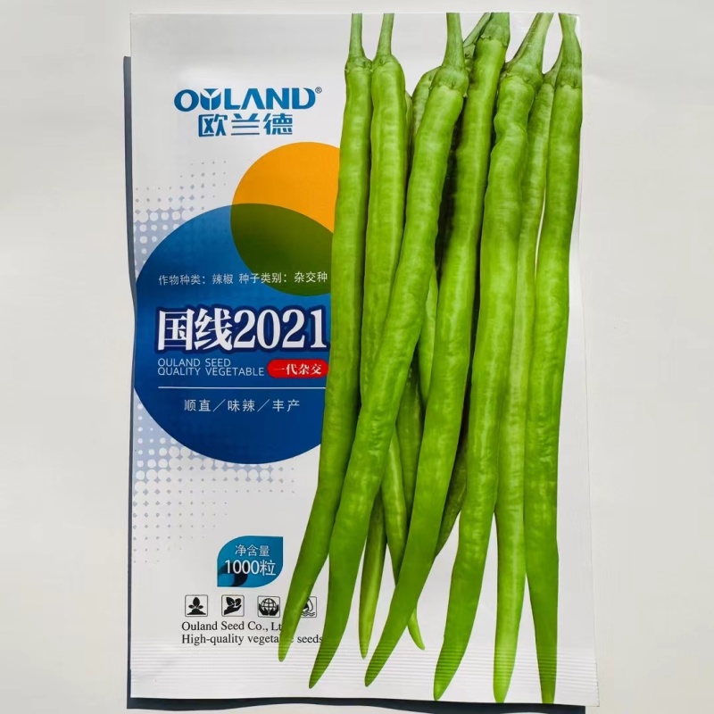 早熟杂交线椒种子大田用种青果亮绿色椒型顺直品质好