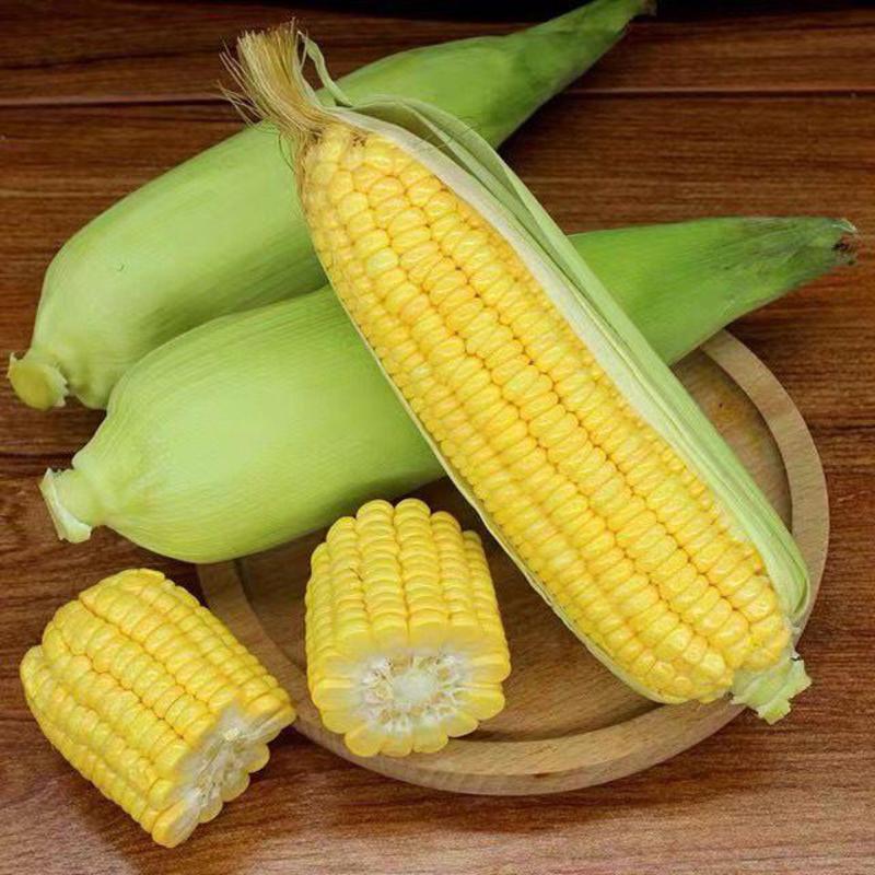 鲜玉米水果玉米海南产地大量供应发往全国市场价格详谈