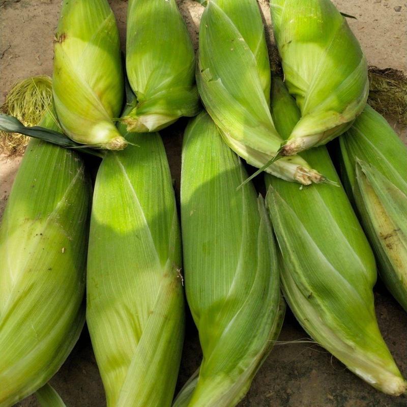 鲜玉米水果玉米海南产地大量供应发往全国市场价格详谈