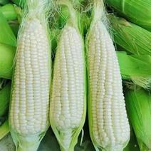 糯玉米海南白糯玉米，产地供应，量大从优，价格可面议