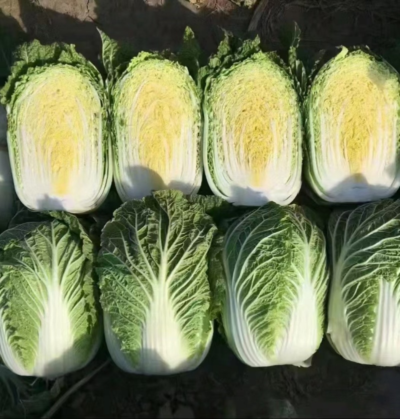 江苏白菜精品黄心白菜产地直发一手货源全国发货协助找车