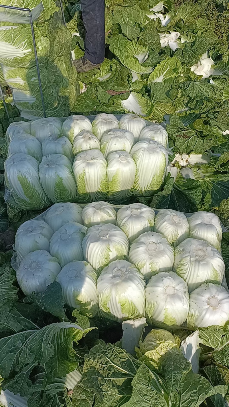 江苏白菜精品黄心白菜产地直发一手货源全国发货协助找车