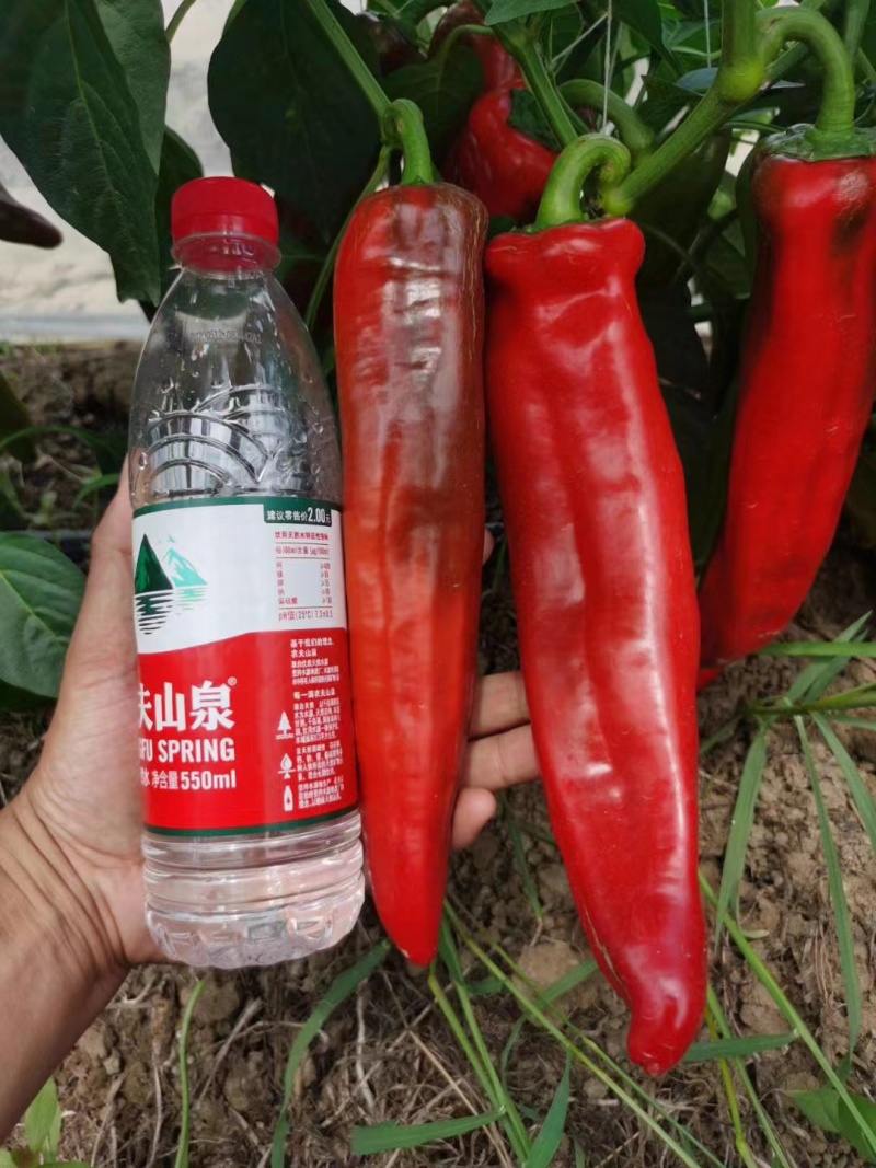 早熟杂交辣椒种子牛角椒种子果型顺直耐热耐湿产量高