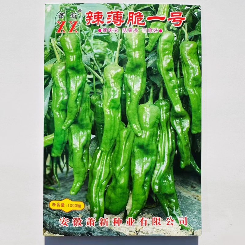 早熟杂交辣椒种子果面褶皱光亮香辣口感好干鲜两用