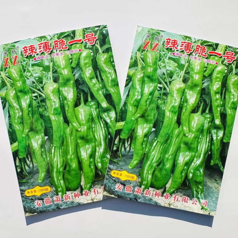 早熟杂交辣椒种子果面褶皱光亮香辣口感好干鲜两用