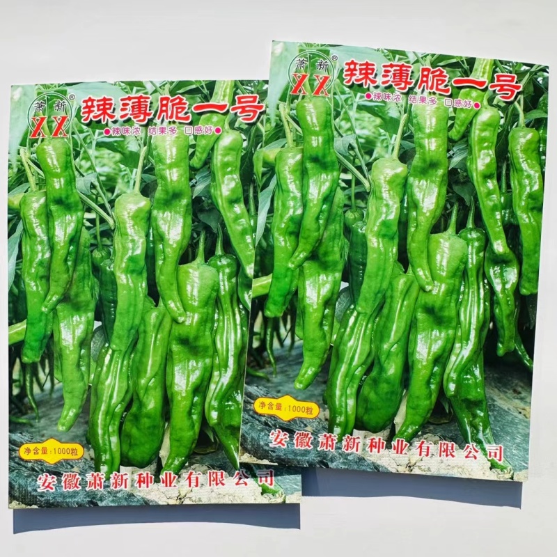 早熟杂交辣椒种子果面褶皱光亮香辣口感好干鲜两用