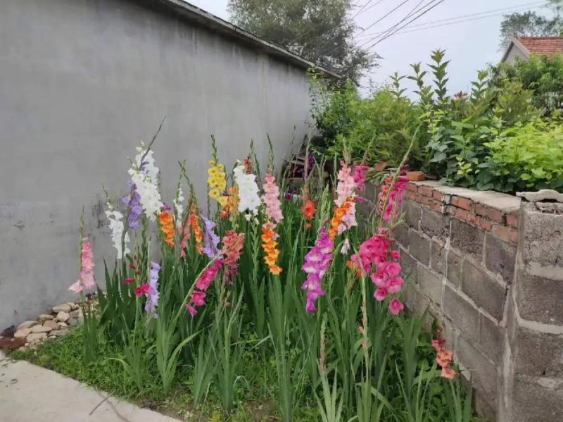 剑兰种球多年花卉盆栽十三太保唐菖蒲四季庭院室外易种植物球
