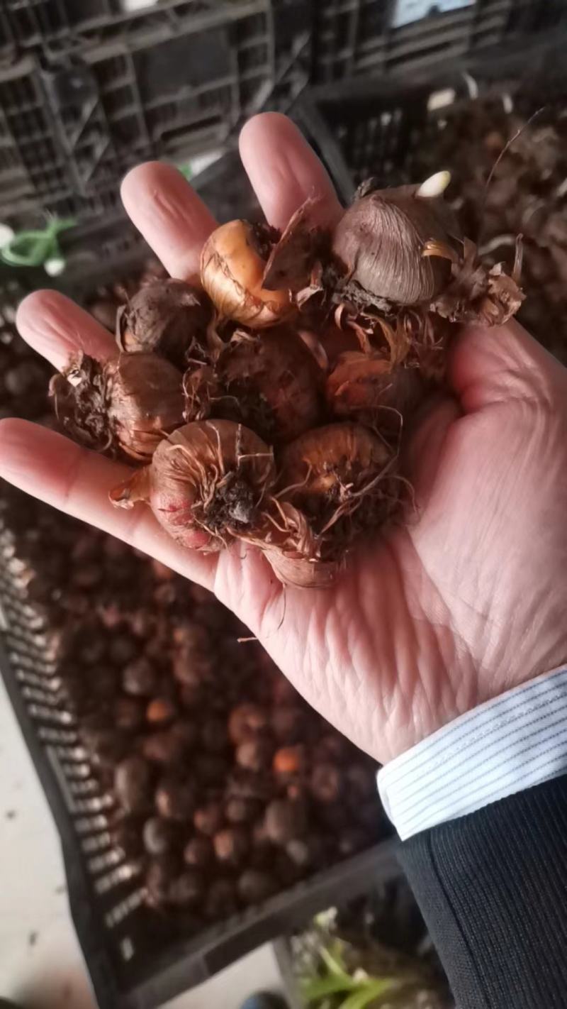 剑兰种球多年花卉盆栽十三太保唐菖蒲四季庭院室外易种植物球
