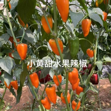 杂交水果辣椒种子植株无限生长型果色黄色甜度高口感好