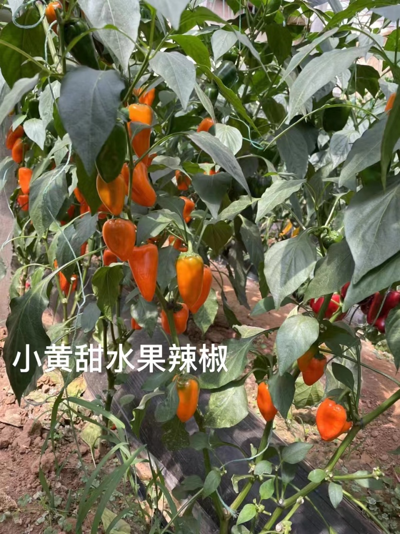 杂交水果辣椒种子植株无限生长型果色黄色甜度高口感好