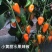 杂交水果辣椒种子植株无限生长型果色黄色甜度高口感好