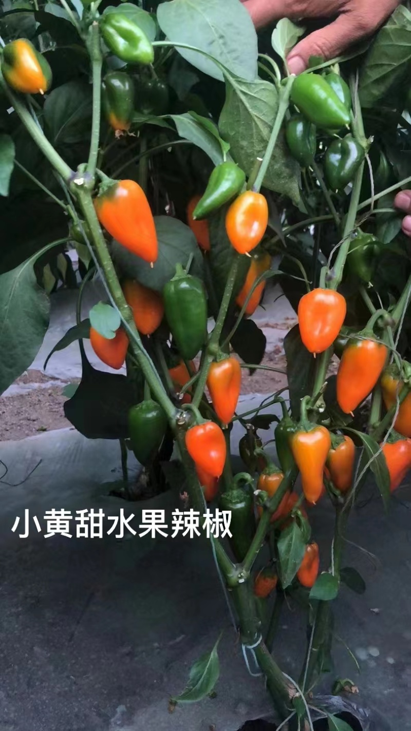 杂交水果辣椒种子植株无限生长型果色黄色甜度高口感好