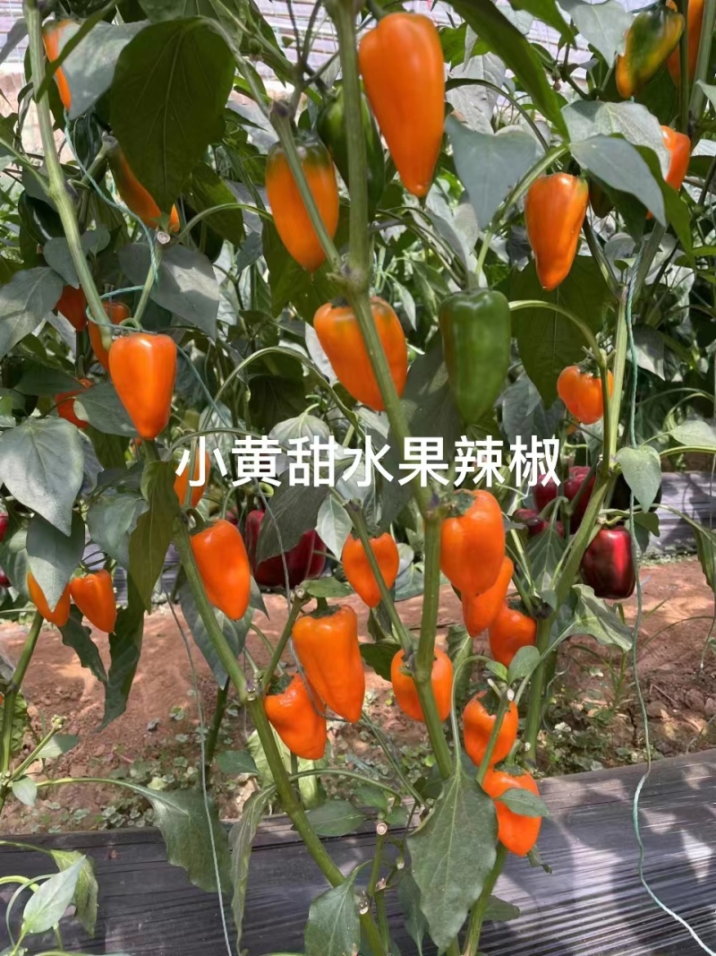 杂交水果辣椒种子植株无限生长型果色黄色甜度高口感好