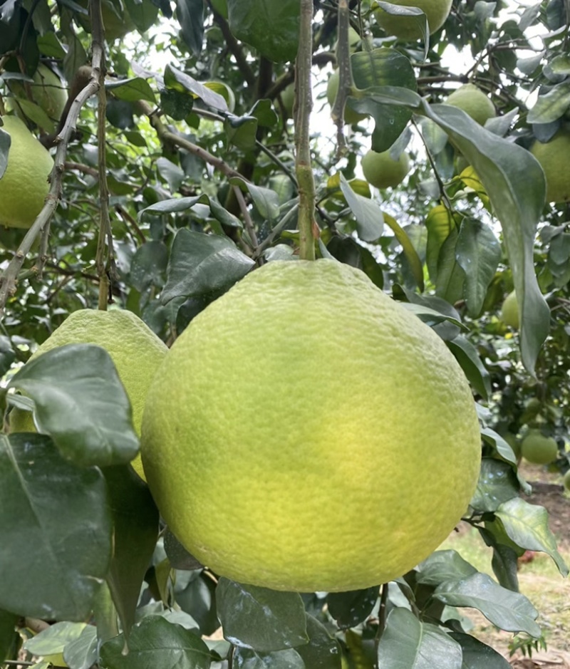 【江永香柚】种植基地货源充足甜蜜多汁量大从优欢迎老板来电