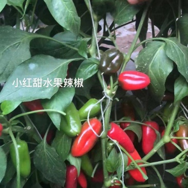 杂交小红果辣椒种子果红色甜度高口感好坐果能力强
