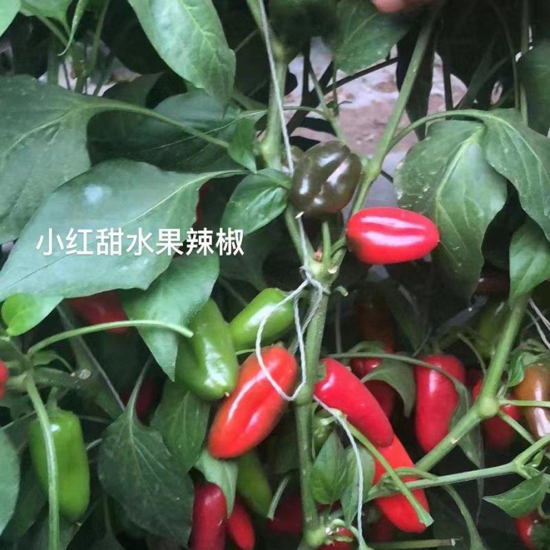 杂交小红果辣椒种子果红色甜度高口感好坐果能力强