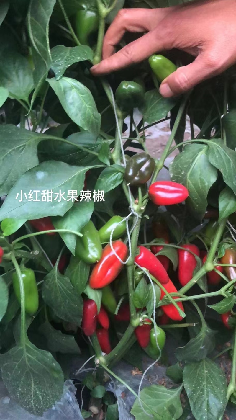 杂交小红果辣椒种子果红色甜度高口感好坐果能力强