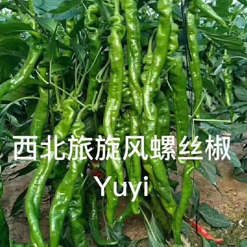 杂交早熟高产型螺丝椒种子皮薄肉脆口感好丰产稳产抗病