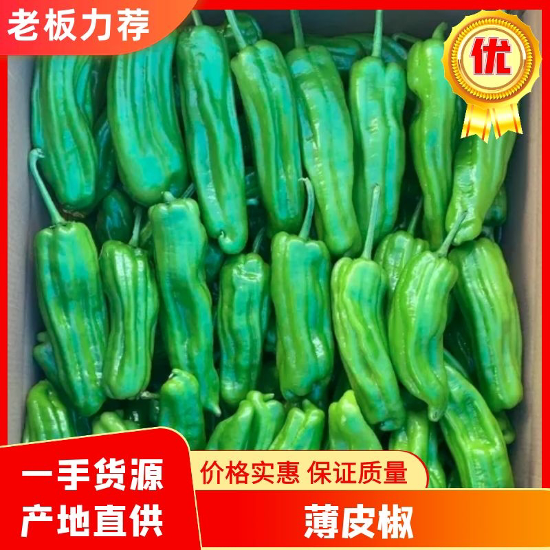 广东新苗芜湖椒，精品薄皮椒大量供货，产地直供视频在线观看