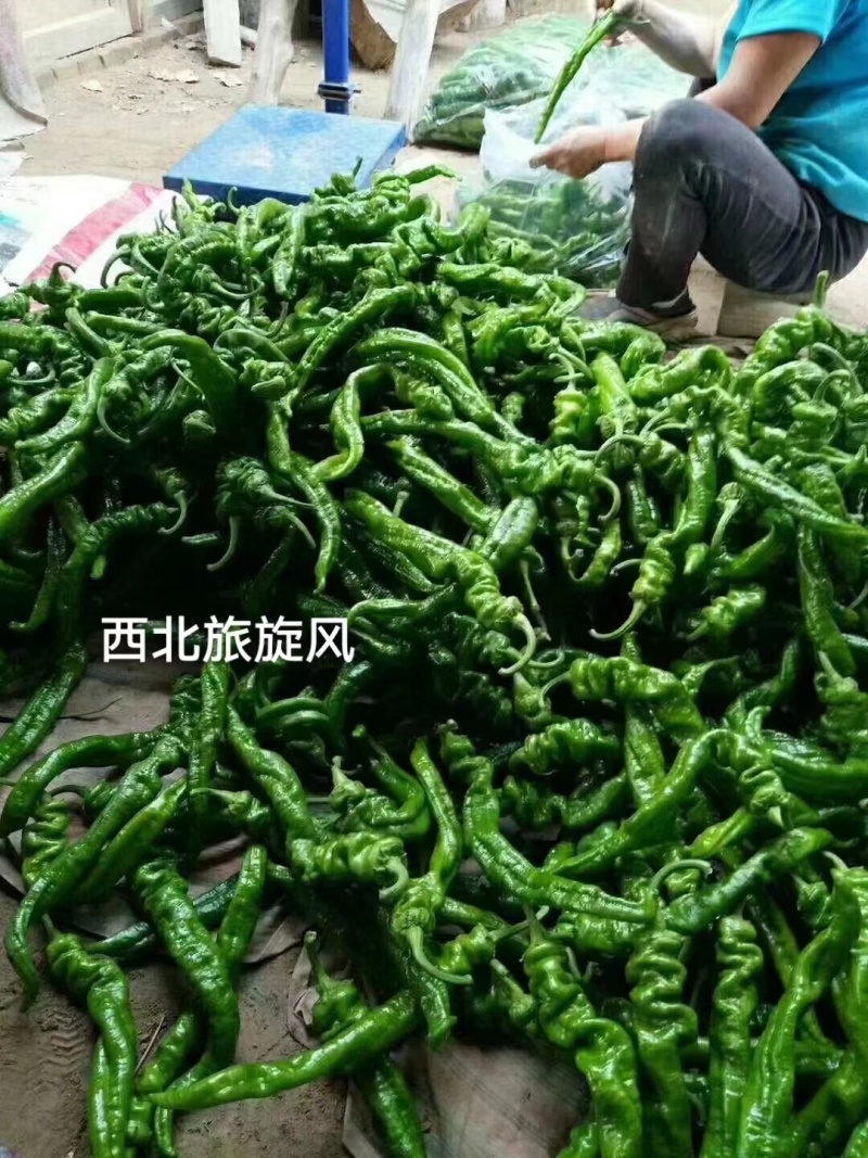 杂交早熟高产型螺丝椒种子皮薄肉脆口感好丰产稳产抗病