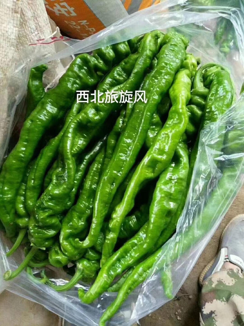 杂交早熟高产型螺丝椒种子皮薄肉脆口感好丰产稳产抗病