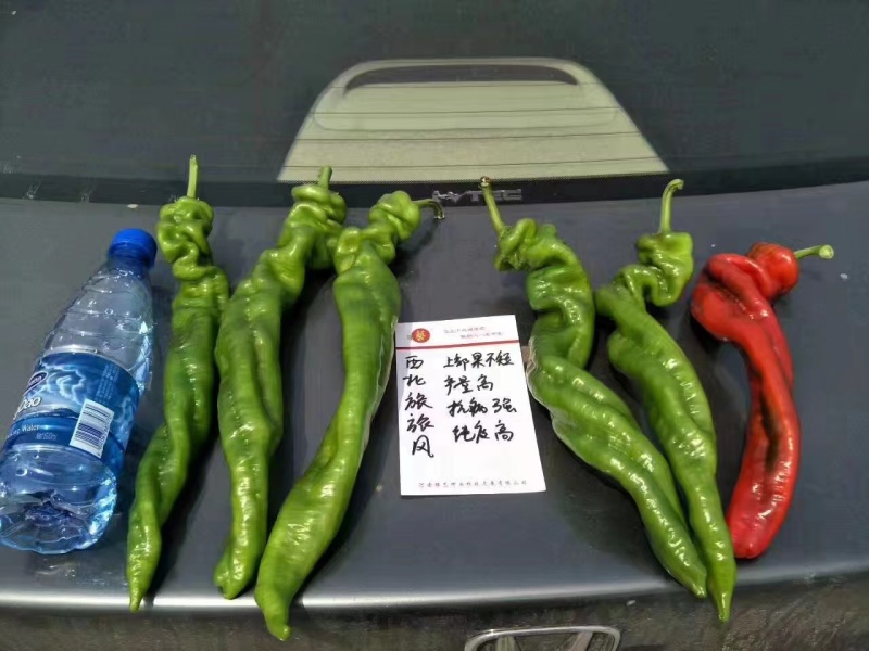 杂交早熟高产型螺丝椒种子皮薄肉脆口感好丰产稳产抗病