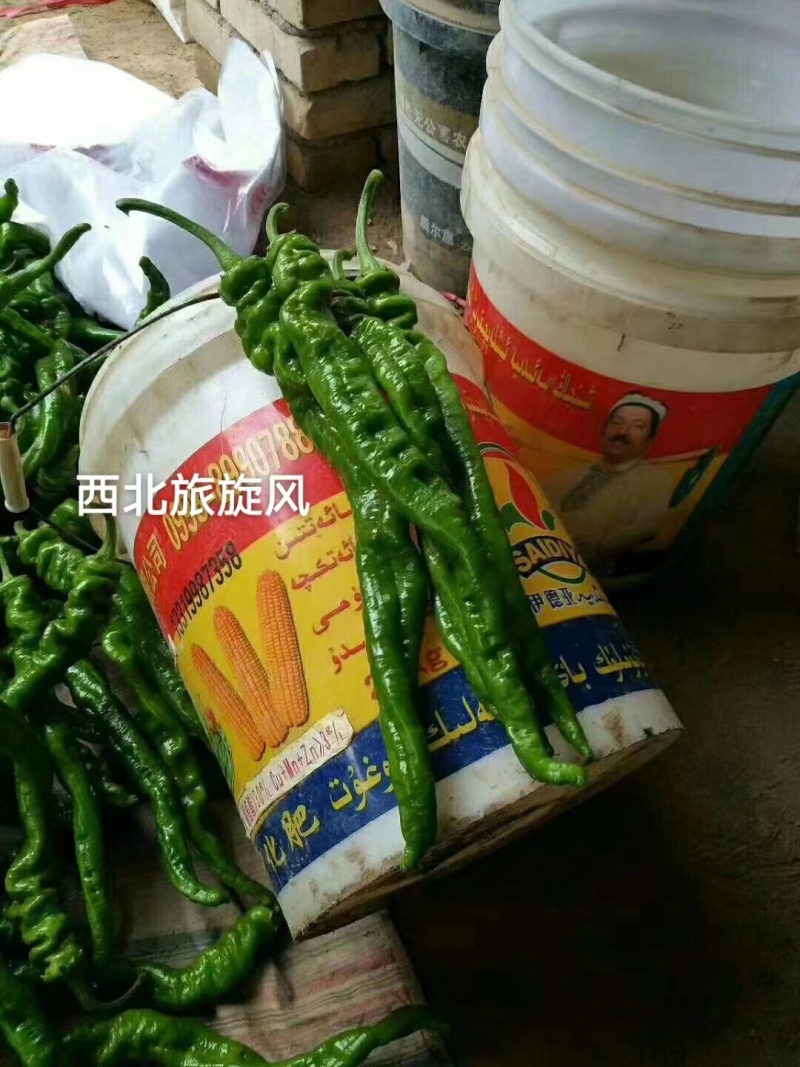 杂交早熟高产型螺丝椒种子皮薄肉脆口感好丰产稳产抗病