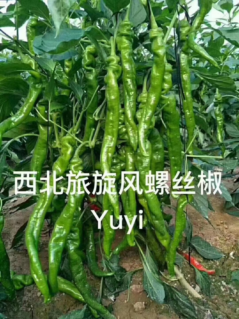 杂交早熟高产型螺丝椒种子皮薄肉脆口感好丰产稳产抗病