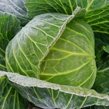 陕西包包菜包菜莲花白1～2斤公斤现货量大