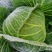 陕西包包菜包菜莲花白1～2斤公斤现货量大