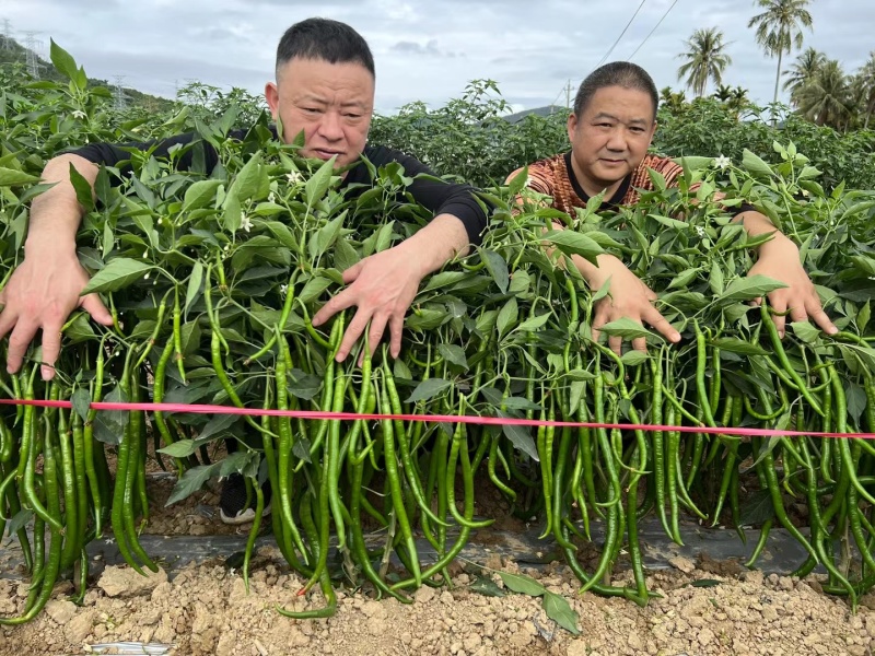 杂交线椒种子早中熟丰产商品率高抗性强软皮香辣光滑顺直